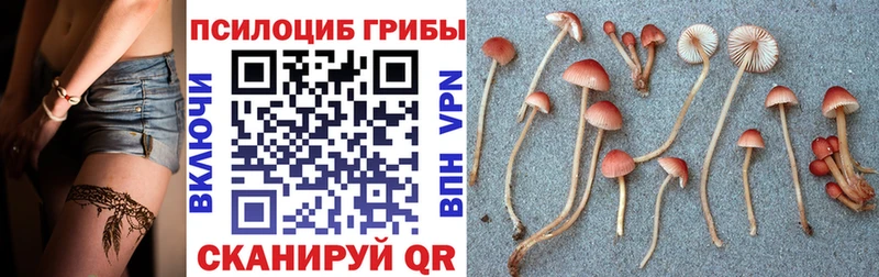 Псилоцибиновые грибы мицелий Закаменск
